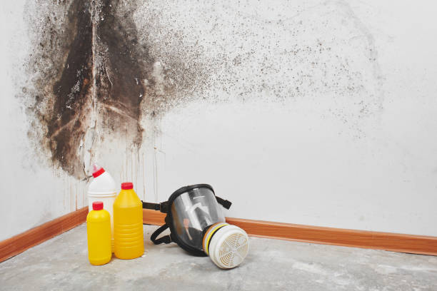 Best Kitchen Mold Remediation in Caledonia, MI