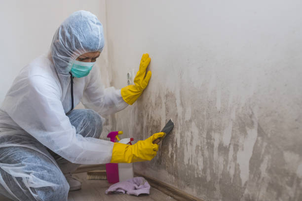Best White Mold Remediation in Caledonia, MI