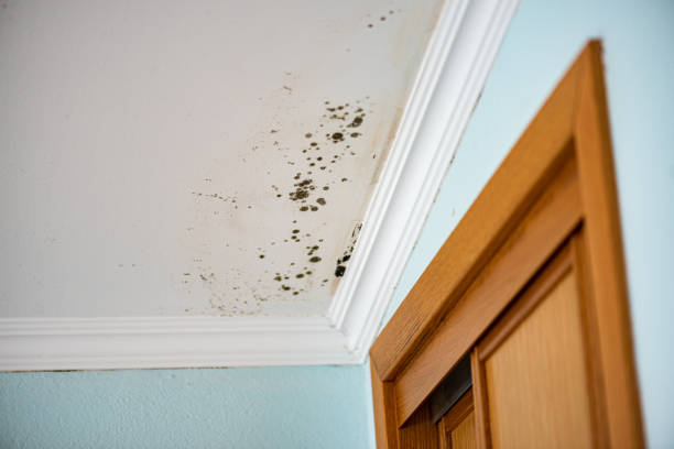 Best Mold Remediation for Schools in Caledonia, MI
