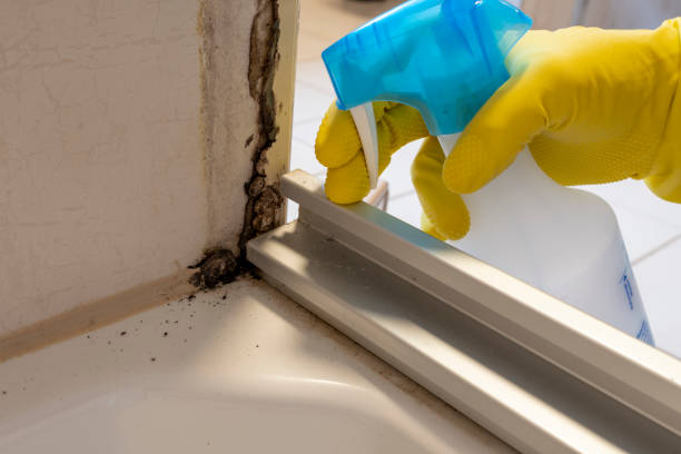 Best HVAC Mold Remediation in Caledonia, MI