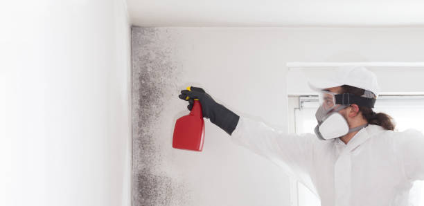 Best Bathroom Mold Remediation in Caledonia, MI