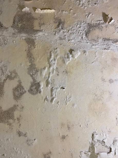Best Basement Mold Remediation in Caledonia, MI