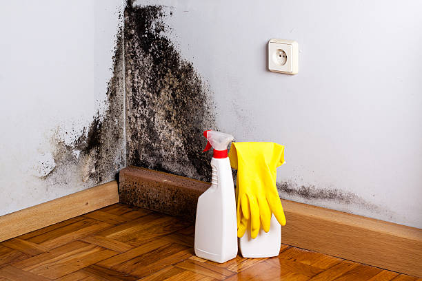Best Insurance-Related Mold Remediation in Caledonia, MI