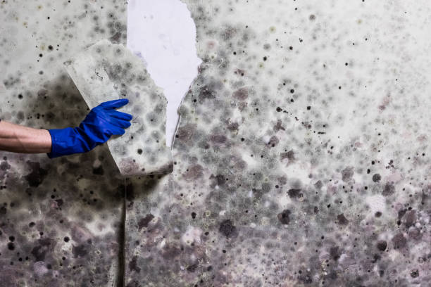 Best Residential Mold Remediation in Caledonia, MI