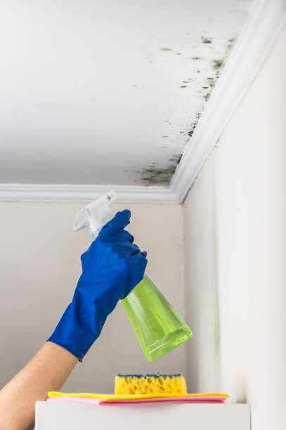 Best Health and Safety Mold Remediation in Caledonia, MI