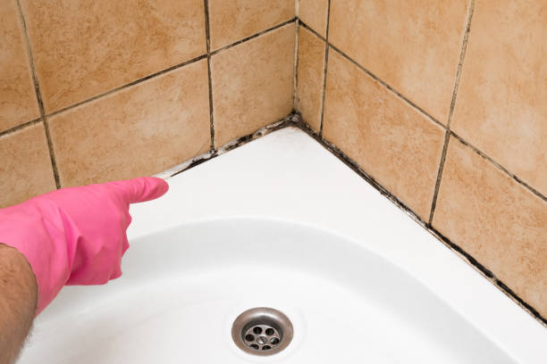 Best Localized Mold Remediation (e.g., coastal areas, humid climates) in Caledonia, MI