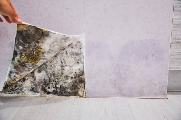 Best Mold Testing and Inspection Services in Caledonia, MI